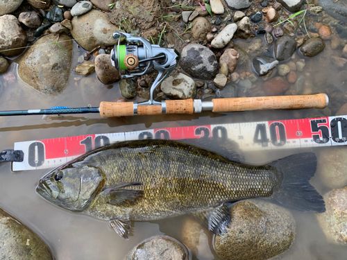 スモールマウスバスの釣果