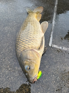 コイの釣果