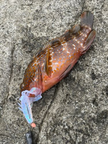 キジハタの釣果