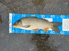 コイの釣果