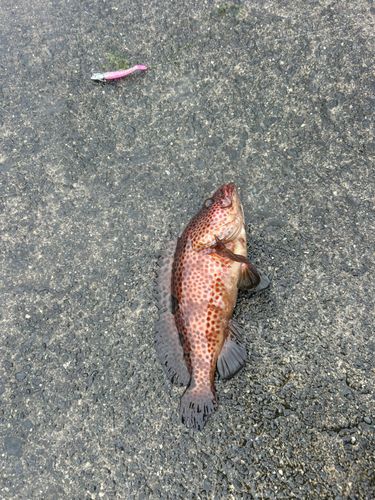 ノミノクチの釣果