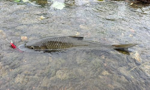 ニゴイの釣果