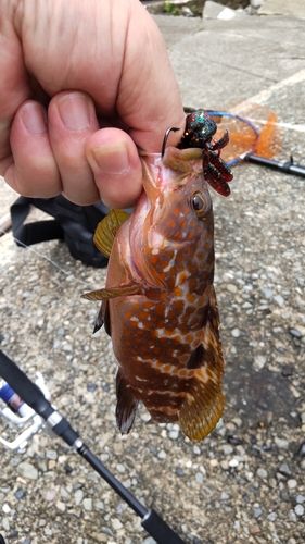 キジハタの釣果