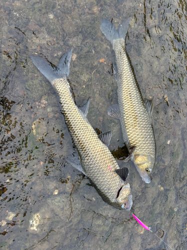 ニゴイの釣果