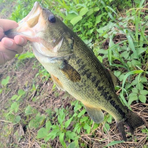 ラージマウスバスの釣果
