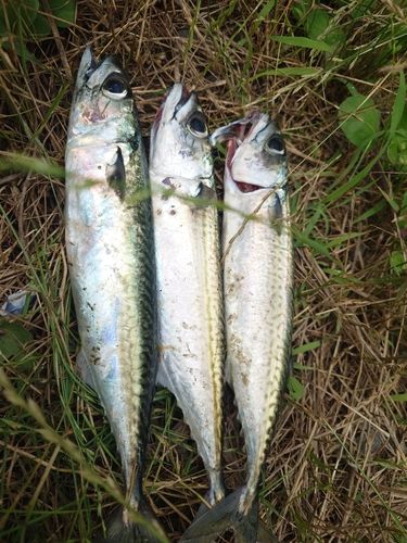 サバの釣果