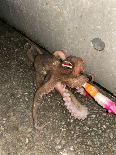 マダコの釣果