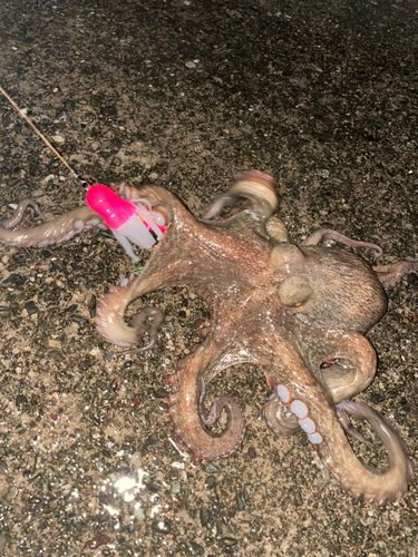 マダコの釣果