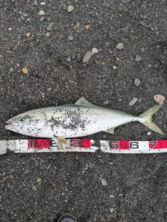 ブリの釣果
