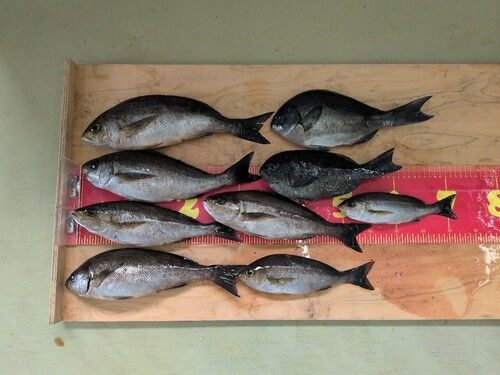 イサキの釣果