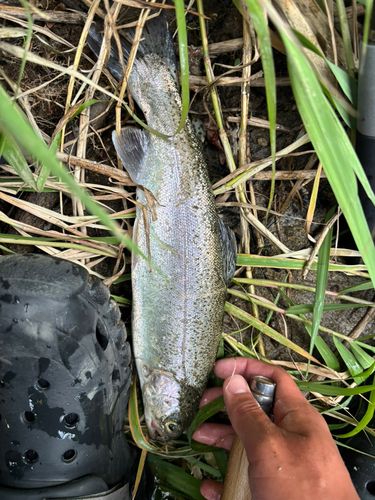レインボートラウトの釣果