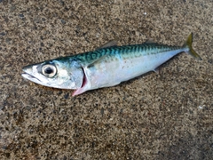 サバの釣果