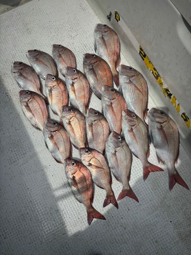 マダイの釣果