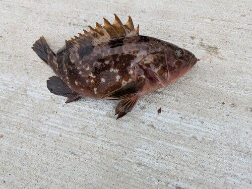 アコウの釣果