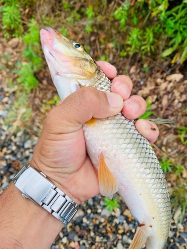 コアユの釣果