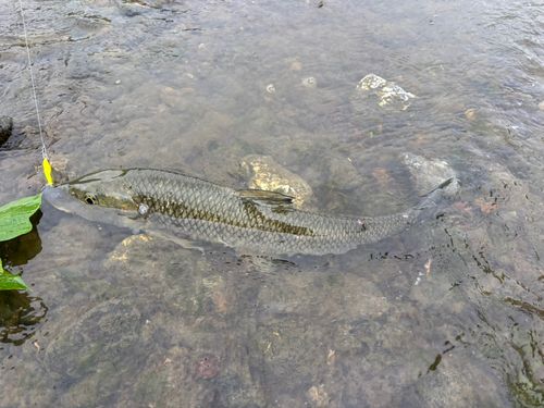 ニゴイの釣果