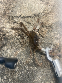 モクズガニの釣果