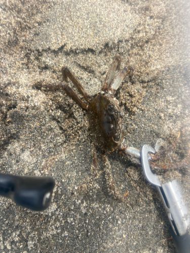 モクズガニの釣果