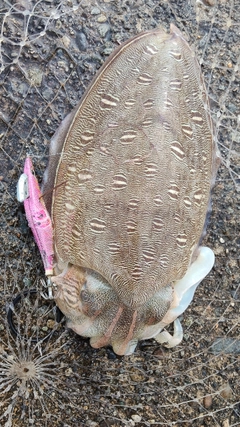 モンゴウイカの釣果