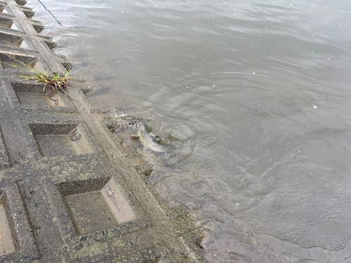 ニゴイの釣果