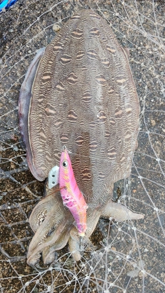 モンゴウイカの釣果