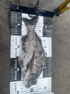 チヌの釣果