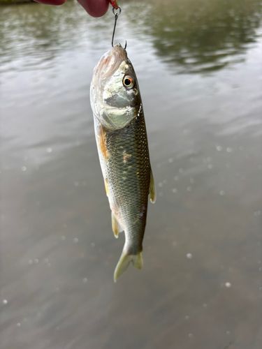 ハスの釣果