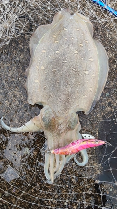 モンゴウイカの釣果