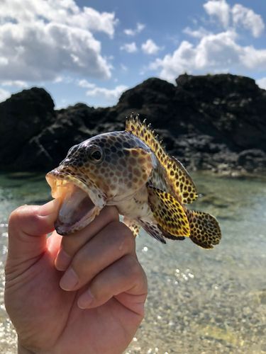 カンモンハタの釣果