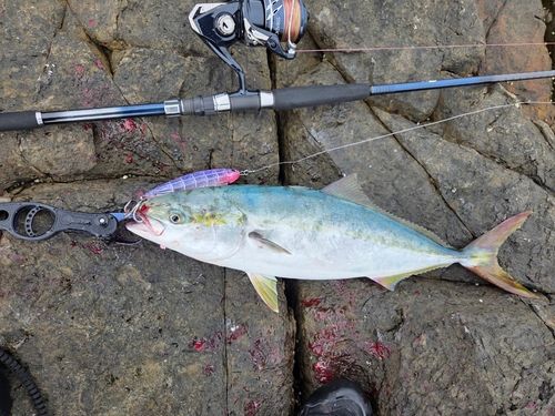 ヤズの釣果