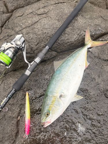 ハマチの釣果