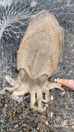 モンゴウイカの釣果