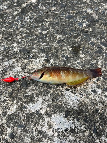 ベラの釣果