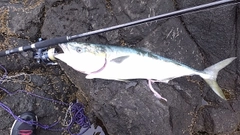ブリの釣果