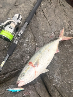 ハマチの釣果