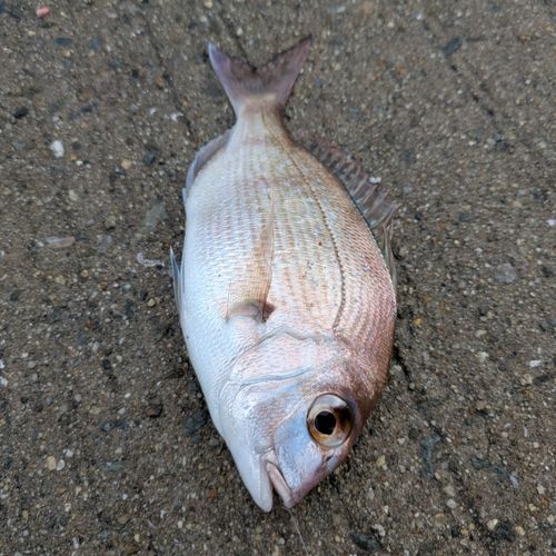 チャリコの釣果