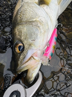 フッコ（マルスズキ）の釣果