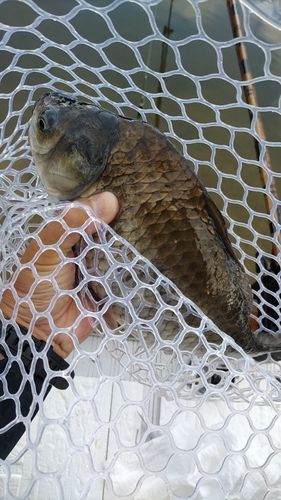 ヘラブナの釣果