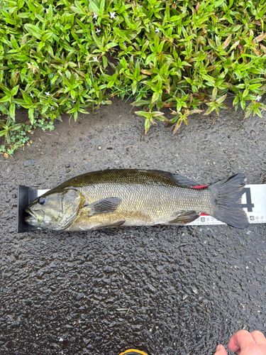 釣果