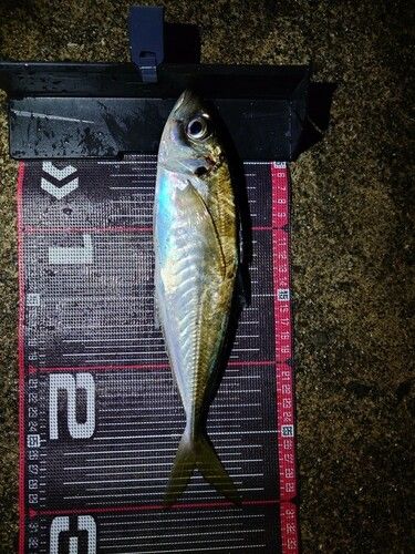 マアジの釣果