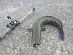 ライギョの釣果