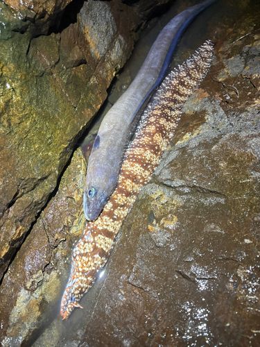 クロアナゴの釣果