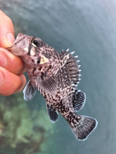 キツネメバルの釣果