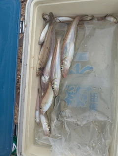 キスの釣果