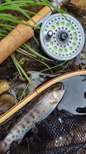 ヤマメの釣果