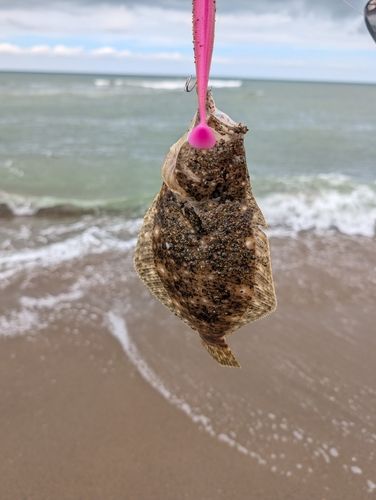 ソゲの釣果
