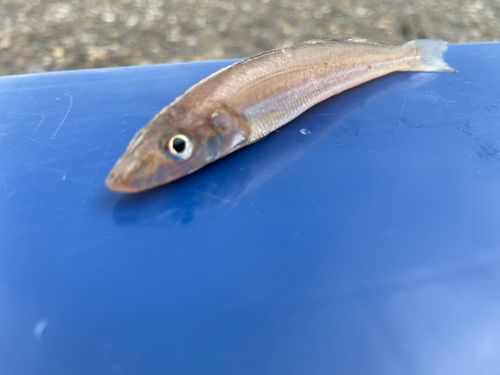 キスの釣果