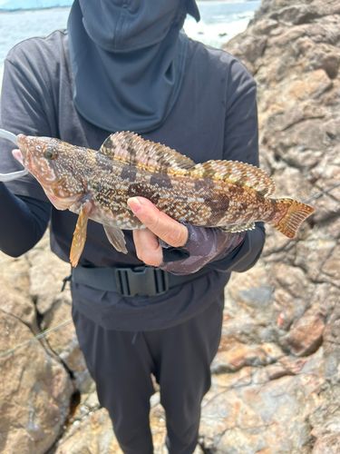 アイナメの釣果