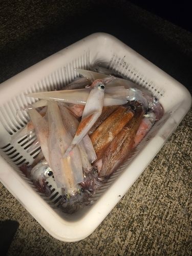 ヤリイカの釣果