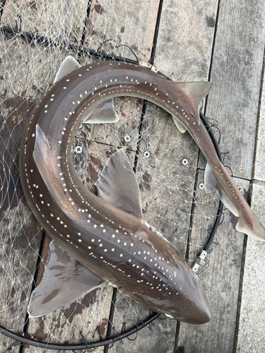 ホシザメの釣果